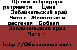 Щенки лабрадора ретривера ! › Цена ­ 20 000 - Забайкальский край, Чита г. Животные и растения » Собаки   . Забайкальский край,Чита г.